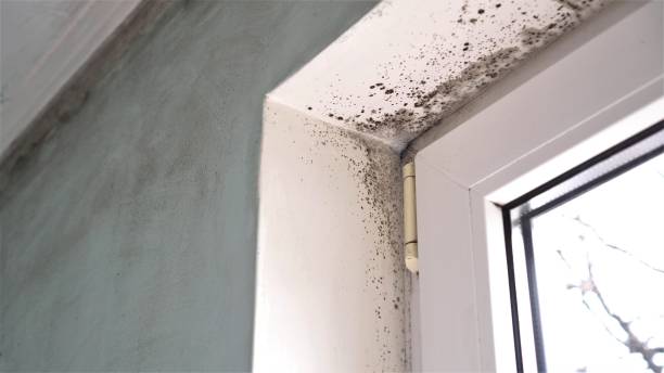 Home Mold Removal in Tarboro, NC